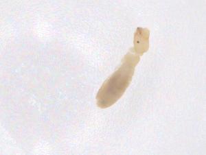  ( - CBG-B01953-A05)  @11 [ ] CreativeCommons - Attribution Share - Alike (2025) Centre for Biodiversity Genomics Centre for Biodiversity Genomics