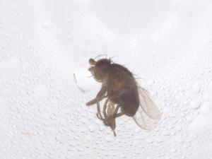  ( - CBG-B01954-B12)  @11 [ ] CreativeCommons - Attribution Share - Alike (2025) Centre for Biodiversity Genomics Centre for Biodiversity Genomics