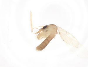  (Sergentomyia clydei - CBG-B01973-H09)  @11 [ ] CreativeCommons - Attribution Share - Alike (2025) Centre for Biodiversity Genomics Centre for Biodiversity Genomics