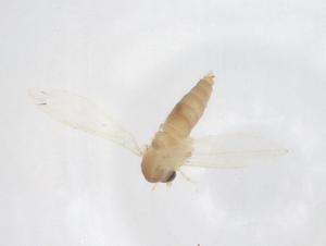  ( - CBG-B01976-E03)  @11 [ ] CreativeCommons - Attribution Share - Alike (2025) Centre for Biodiversity Genomics Centre for Biodiversity Genomics