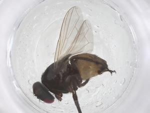  ( - CBG-B02527-A12)  @11 [ ] CreativeCommons - Attribution Share - Alike (2025) Centre for Biodiversity Genomics Centre for Biodiversity Genomics