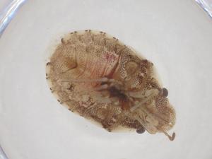  ( - CBG-B02527-B03)  @11 [ ] CreativeCommons - Attribution Share - Alike (2025) Centre for Biodiversity Genomics Centre for Biodiversity Genomics