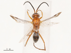  ( - CBG-B04682-D08)  @11 [ ] CreativeCommons - Attribution Share - Alike (2025) CBG Photography Group Centre for Biodiversity Genomics