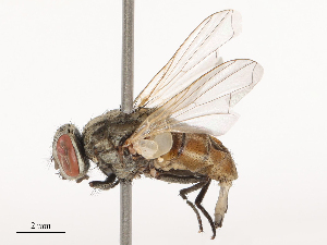  ( - CBG-B04682-G06)  @11 [ ] CreativeCommons - Attribution Share - Alike (2025) CBG Photography Group Centre for Biodiversity Genomics