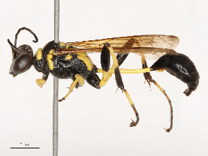  ( - CBG-B04687-A08)  @11 [ ] CreativeCommons - Attribution Share - Alike (2025) CBG Photography Group Centre for Biodiversity Genomics