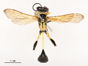  ( - CBG-B04687-A10)  @11 [ ] CreativeCommons - Attribution Share - Alike (2025) CBG Photography Group Centre for Biodiversity Genomics