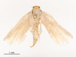  ( - CBG-B04687-B03)  @11 [ ] CreativeCommons - Attribution Share - Alike (2025) CBG Photography Group Centre for Biodiversity Genomics