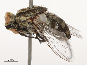  ( - CBG-B04687-B12)  @11 [ ] CreativeCommons - Attribution Share - Alike (2025) CBG Photography Group Centre for Biodiversity Genomics