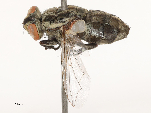  ( - CBG-B04687-E09)  @11 [ ] CreativeCommons - Attribution Share - Alike (2025) CBG Photography Group Centre for Biodiversity Genomics