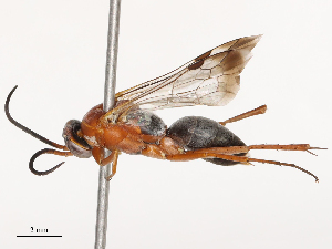  ( - CBG-B04688-A01)  @11 [ ] CreativeCommons - Attribution Share - Alike (2025) CBG Photography Group Centre for Biodiversity Genomics