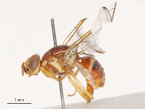  ( - CBG-B04688-A05)  @11 [ ] CreativeCommons - Attribution Share - Alike (2025) CBG Photography Group Centre for Biodiversity Genomics