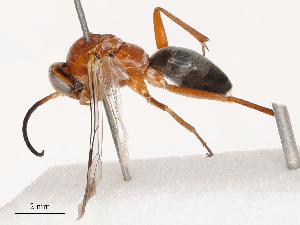  ( - CBG-B04688-A06)  @11 [ ] CreativeCommons - Attribution Share - Alike (2025) CBG Photography Group Centre for Biodiversity Genomics