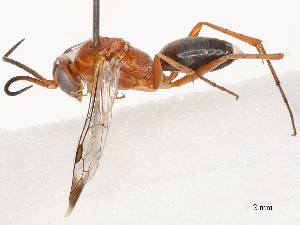  ( - CBG-B04688-B12)  @11 [ ] CreativeCommons - Attribution Share - Alike (2025) CBG Photography Group Centre for Biodiversity Genomics