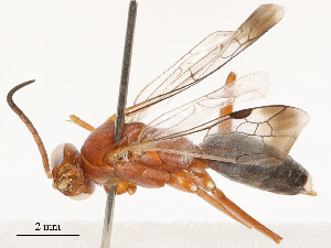  ( - CBG-B04688-E06)  @11 [ ] CreativeCommons - Attribution Share - Alike (2025) CBG Photography Group Centre for Biodiversity Genomics