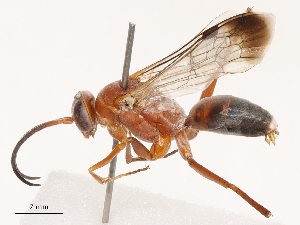  ( - CBG-B04688-E12)  @11 [ ] CreativeCommons - Attribution Share - Alike (2025) CBG Photography Group Centre for Biodiversity Genomics