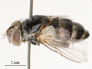  ( - CBG-B04688-G04)  @11 [ ] CreativeCommons - Attribution Share - Alike (2025) CBG Photography Group Centre for Biodiversity Genomics
