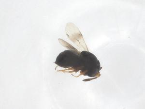  ( - CBG-B04697-H03)  @11 [ ] CreativeCommons - Attribution Share - Alike (2025) Centre for Biodiversity Genomics Centre for Biodiversity Genomics