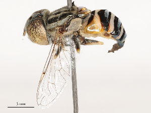  ( - CBG-B04795-B08)  @11 [ ] CreativeCommons - Attribution Share - Alike (2025) CBG Photography Group Centre for Biodiversity Genomics