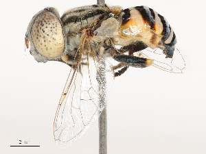  ( - CBG-B04795-B09)  @11 [ ] CreativeCommons - Attribution Share - Alike (2025) CBG Photography Group Centre for Biodiversity Genomics