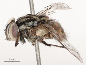  (Graphomya rufitibia - CBG-B04795-B10)  @11 [ ] CreativeCommons - Attribution Share - Alike (2025) CBG Photography Group Centre for Biodiversity Genomics