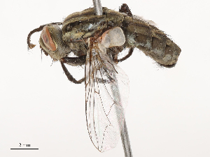  ( - CBG-B04795-B12)  @11 [ ] CreativeCommons - Attribution Share - Alike (2025) CBG Photography Group Centre for Biodiversity Genomics
