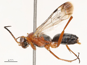  ( - CBG-B04795-H08)  @11 [ ] CreativeCommons - Attribution Share - Alike (2025) CBG Photography Group Centre for Biodiversity Genomics