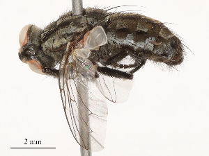  ( - CBG-B04795-H11)  @11 [ ] CreativeCommons - Attribution Share - Alike (2025) CBG Photography Group Centre for Biodiversity Genomics