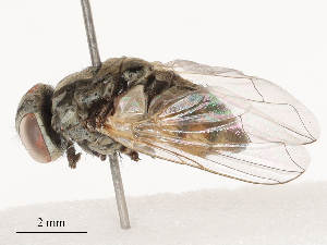  ( - CBG-B04798-D04)  @11 [ ] CreativeCommons - Attribution Share - Alike (2025) CBG Photography Group Centre for Biodiversity Genomics