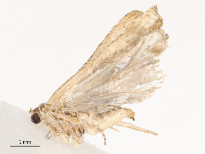  ( - CBG-B04798-E03)  @11 [ ] CreativeCommons - Attribution Share - Alike (2025) CBG Photography Group Centre for Biodiversity Genomics