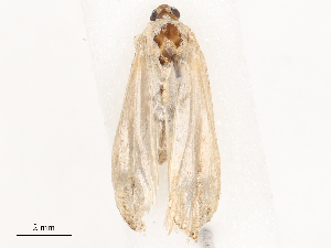  ( - CBG-B04798-F02)  @11 [ ] CreativeCommons - Attribution Share - Alike (2025) CBG Photography Group Centre for Biodiversity Genomics