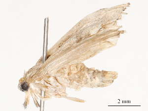  ( - CBG-B04798-F06)  @11 [ ] CreativeCommons - Attribution Share - Alike (2025) CBG Photography Group Centre for Biodiversity Genomics
