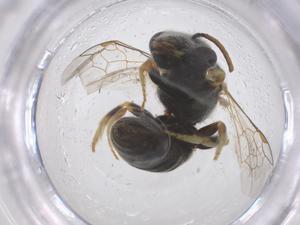  ( - CBG-B04814-G01)  @11 [ ] CreativeCommons - Attribution Share - Alike (2025) Centre for Biodiversity Genomics Centre for Biodiversity Genomics