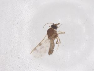  ( - CBG-B04824-F11)  @11 [ ] CreativeCommons - Attribution Share - Alike (2025) Centre for Biodiversity Genomics Centre for Biodiversity Genomics