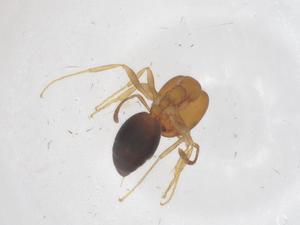  ( - CBG-B04825-F04)  @11 [ ] CreativeCommons - Attribution Share - Alike (2025) Centre for Biodiversity Genomics Centre for Biodiversity Genomics