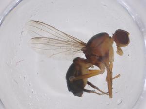  ( - CBG-B04836-D04)  @11 [ ] CreativeCommons - Attribution Share - Alike (2025) Centre for Biodiversity Genomics Centre for Biodiversity Genomics