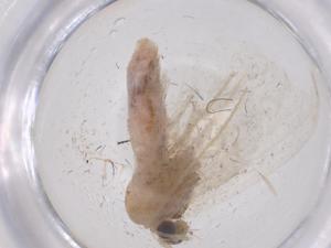  ( - CBG-B04836-E06)  @11 [ ] CreativeCommons - Attribution Share - Alike (2025) Centre for Biodiversity Genomics Centre for Biodiversity Genomics