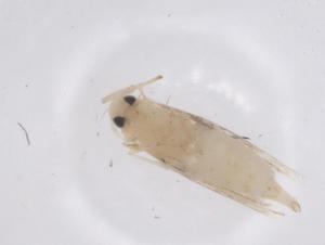  ( - CBG-B04839-C07)  @11 [ ] CreativeCommons - Attribution Share - Alike (2025) Centre for Biodiversity Genomics Centre for Biodiversity Genomics