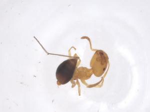  ( - CBG-B04842-H05)  @11 [ ] CreativeCommons - Attribution Share - Alike (2025) Centre for Biodiversity Genomics Centre for Biodiversity Genomics