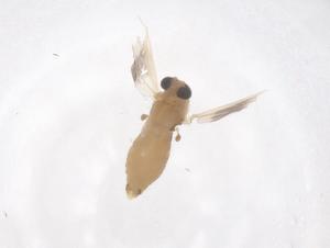  ( - CBG-B04855-C01)  @11 [ ] CreativeCommons - Attribution Share - Alike (2025) Centre for Biodiversity Genomics Centre for Biodiversity Genomics