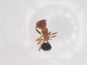  ( - CBG-B04858-F11)  @11 [ ] CreativeCommons - Attribution Share - Alike (2025) Centre for Biodiversity Genomics Centre for Biodiversity Genomics