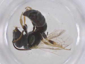  ( - CBG-B04859-B09)  @11 [ ] CreativeCommons - Attribution Share - Alike (2025) Centre for Biodiversity Genomics Centre for Biodiversity Genomics