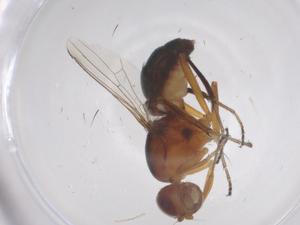  ( - CBG-B04859-B12)  @11 [ ] CreativeCommons - Attribution Share - Alike (2025) Centre for Biodiversity Genomics Centre for Biodiversity Genomics