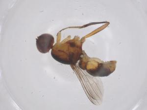  ( - CBG-B04859-F10)  @11 [ ] CreativeCommons - Attribution Share - Alike (2025) Centre for Biodiversity Genomics Centre for Biodiversity Genomics