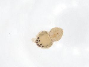  ( - CBG-B04860-H08)  @11 [ ] CreativeCommons - Attribution Share - Alike (2025) Centre for Biodiversity Genomics Centre for Biodiversity Genomics