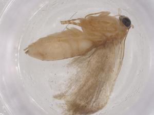  ( - CBG-B04926-B09)  @11 [ ] CreativeCommons - Attribution Share - Alike (2025) Centre for Biodiversity Genomics Centre for Biodiversity Genomics