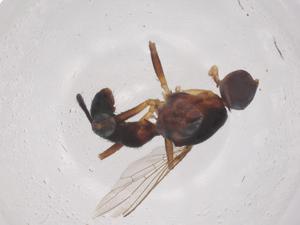  ( - CBG-B04926-F03)  @11 [ ] CreativeCommons - Attribution Share - Alike (2025) Centre for Biodiversity Genomics Centre for Biodiversity Genomics