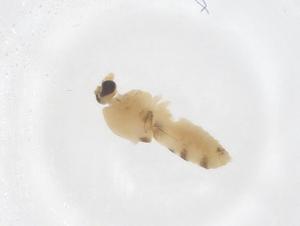  ( - CBG-B04962-G04)  @11 [ ] CreativeCommons - Attribution Share - Alike (2025) Centre for Biodiversity Genomics Centre for Biodiversity Genomics