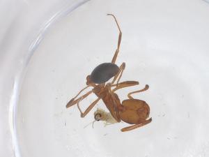  ( - CBG-B04964-C08)  @11 [ ] CreativeCommons - Attribution Share - Alike (2025) Centre for Biodiversity Genomics Centre for Biodiversity Genomics