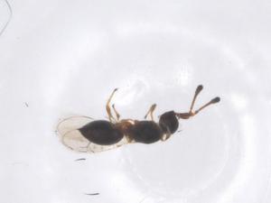  ( - CBG-B04966-H10)  @11 [ ] CreativeCommons - Attribution Share - Alike (2025) Centre for Biodiversity Genomics Centre for Biodiversity Genomics