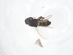  ( - CBG-B04970-H04)  @11 [ ] CreativeCommons - Attribution Share - Alike (2025) Centre for Biodiversity Genomics Centre for Biodiversity Genomics